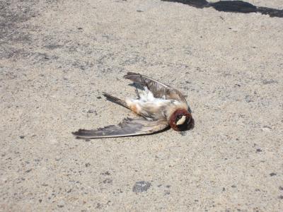 A Road Killed Cliff Swallow
