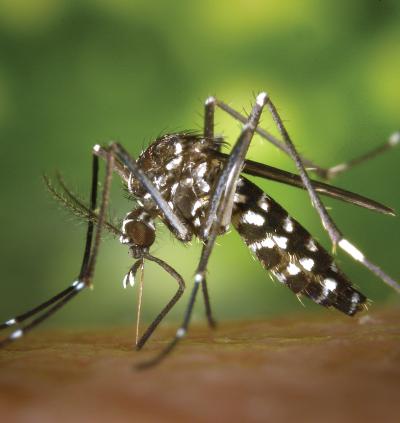 <i>Aedes albopictus</i>