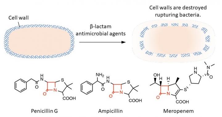 Bactericidal action of &#946;-lactam antimicrobial agents