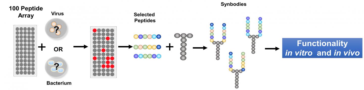 Stockpiling Antibiotic Synbodies