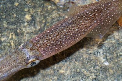 Iridescence in Squid