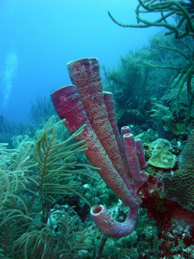 Sponges Recycle Resources for Reef Communities (3 of 8)