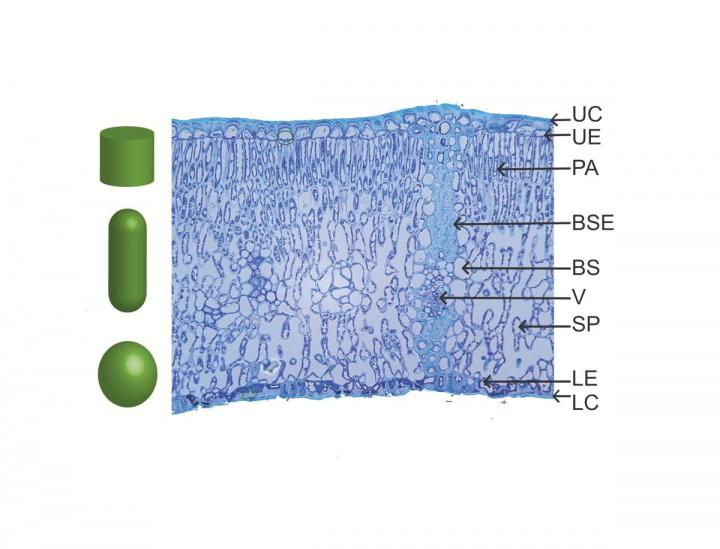 Part of a California Live Oak Leaf