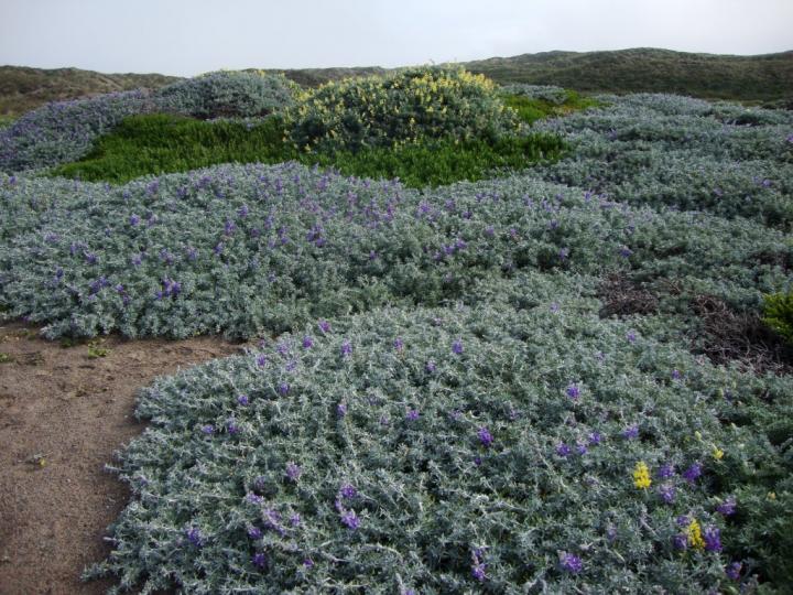 Chamisso Bush Lupine