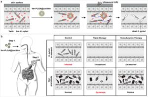 USTC  Proposes Ultrasonic Power Therapy for Helicobacter Pylori Infection