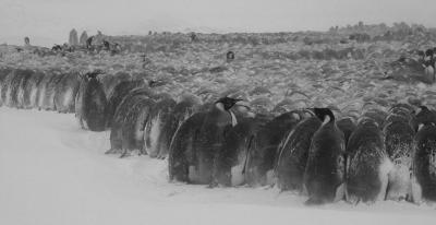Huddling and a Drop in Metabolism Allow Penguins to Survive the Biting South Pole Cold