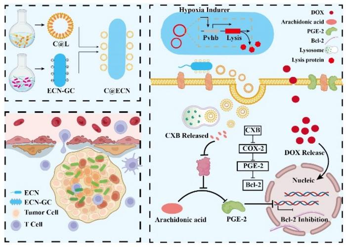 A schematic for generating C@ECN-PL and the mechanism of its antitumor activity