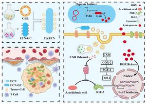 A schematic for generating C@ECN-PL and the mechanism of its antitumor activity