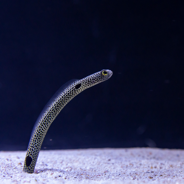 The spotted garden eel, Heteroconger hassi