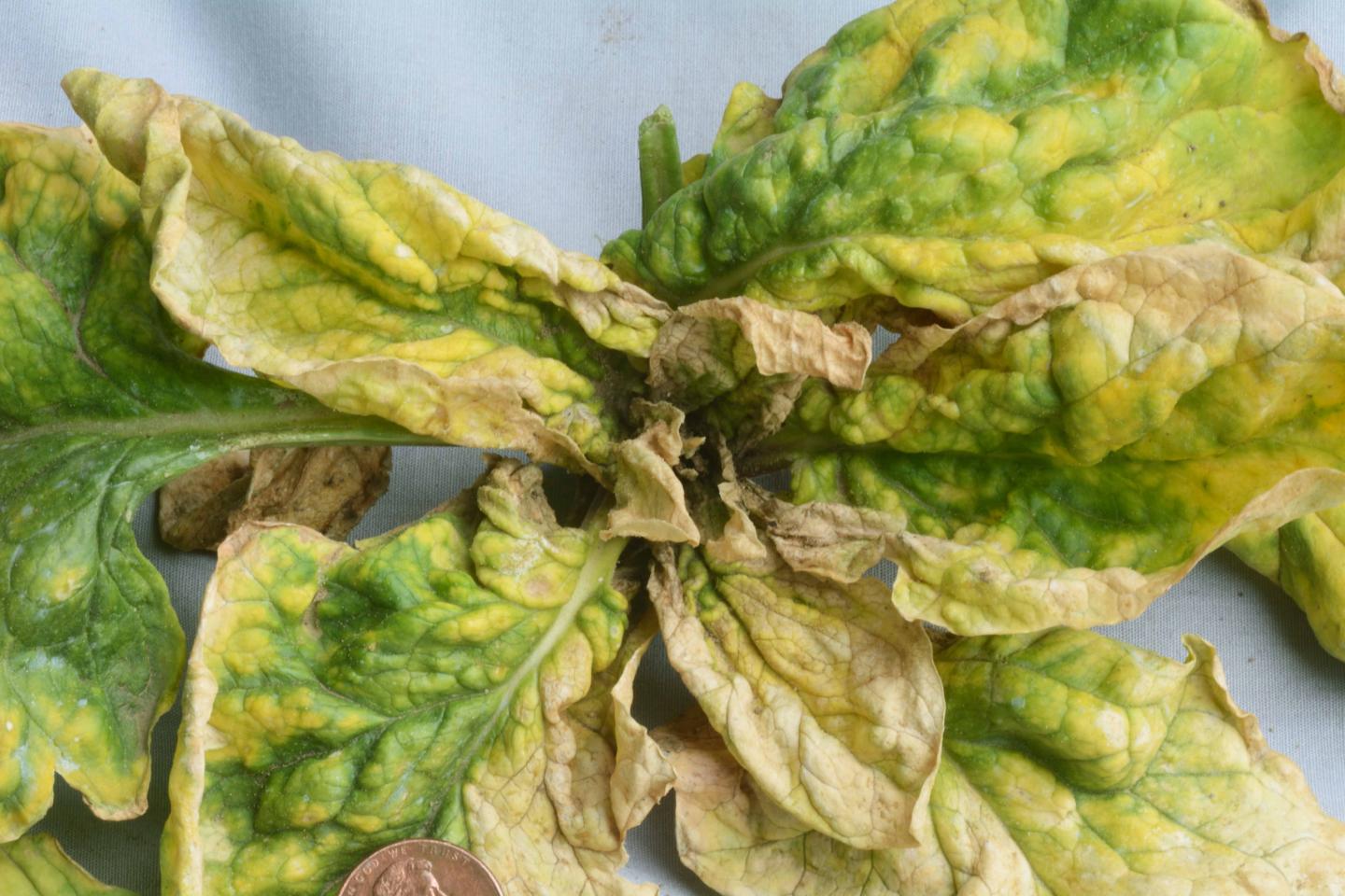 Infected Spinach