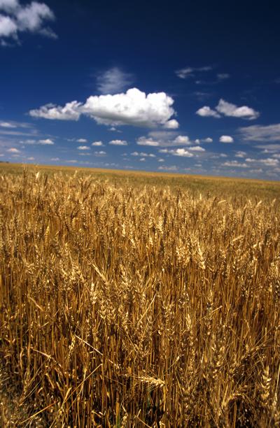 Wheat Field in Nebraska