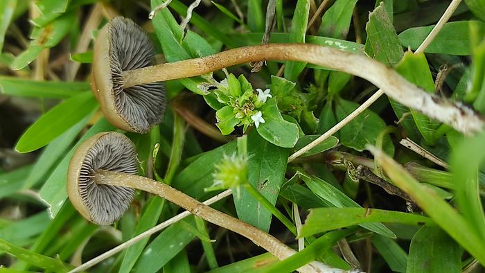 Psilocybe ingeli