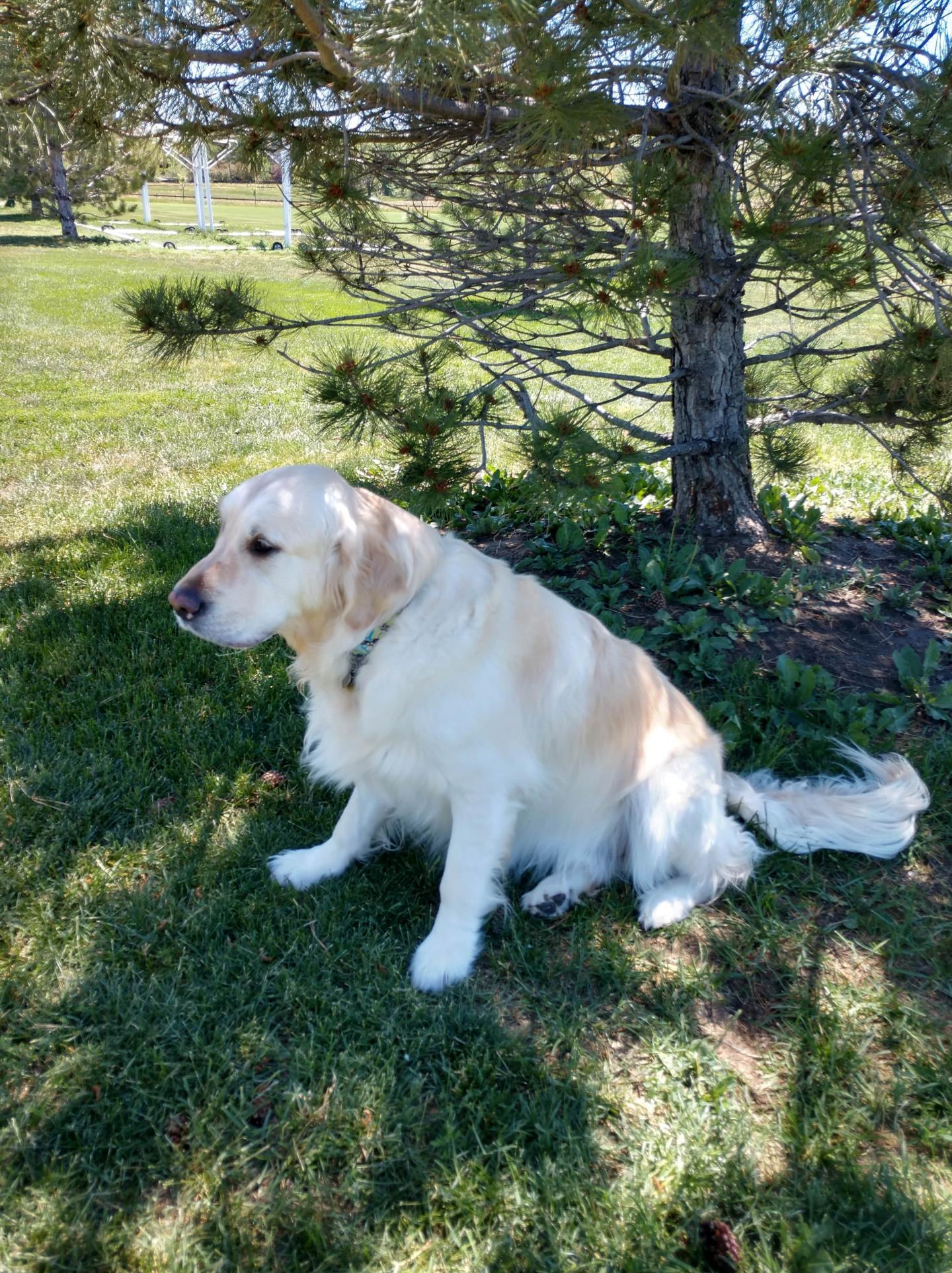 Dusty Bottoms, An Overweight Golden Retriever -- Member of the Golden Retriever Lifetime Study