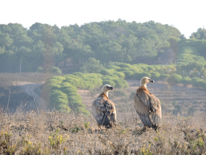 Griffon vulture