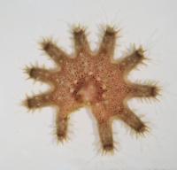 Injured juvenile crown of thorns starfish