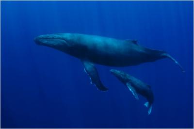 Humpback Whale and Calf