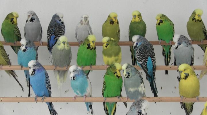 yellow green parakeet playing with toy