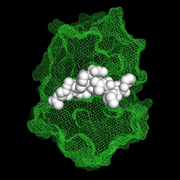 Non-natural peptide inhibitor in complex with cathepsin S.