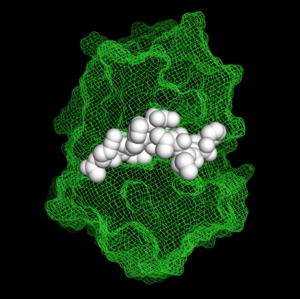 Non-natural peptide inhibitor in complex with cathepsin S.