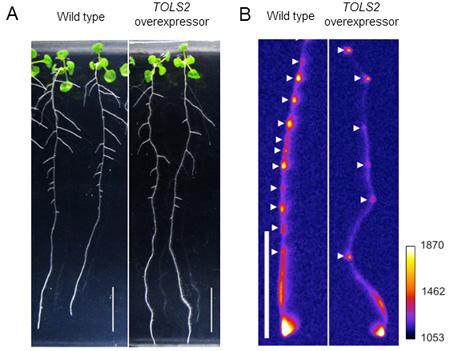 Overexpression of TOLS2 Gene