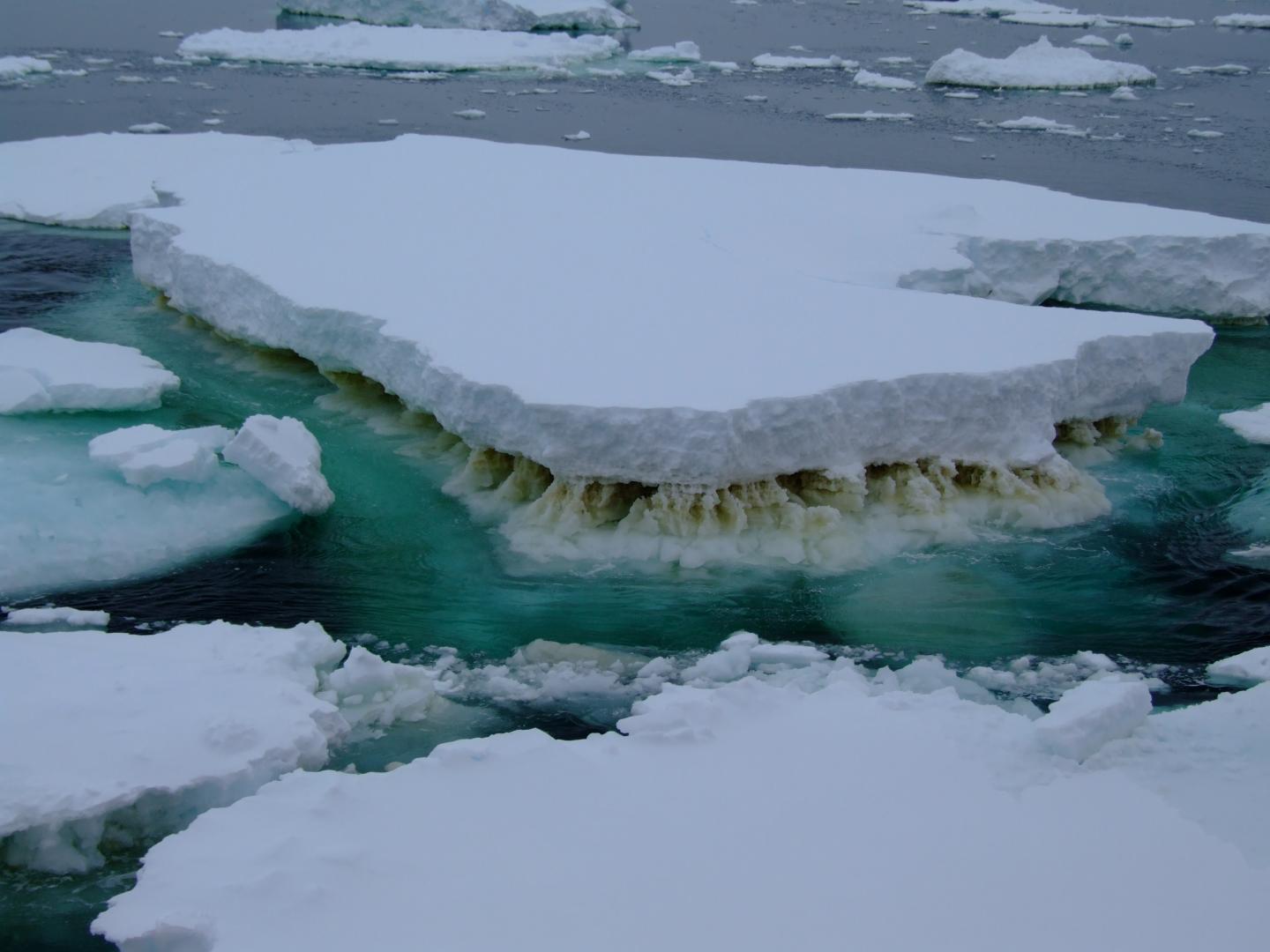 Sea Ice in Antarctica Showing a Brown Layer of Ice Algae