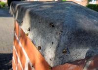 Harlequin Ladybirds, Adults and Larvae in An Urban Environment