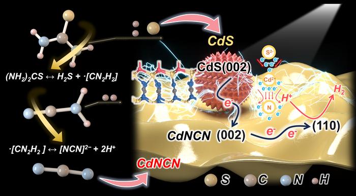 The schematic diagram illustrates the synthesis of a CdNCN-CdS composite photocatalyst (NCN-Cd-S) with an atomic-level heterostructure and its enhancement in the photocatalytic hydrogen evolution