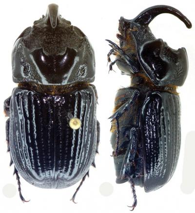 <i>Oryctophileurus guerrai</i>