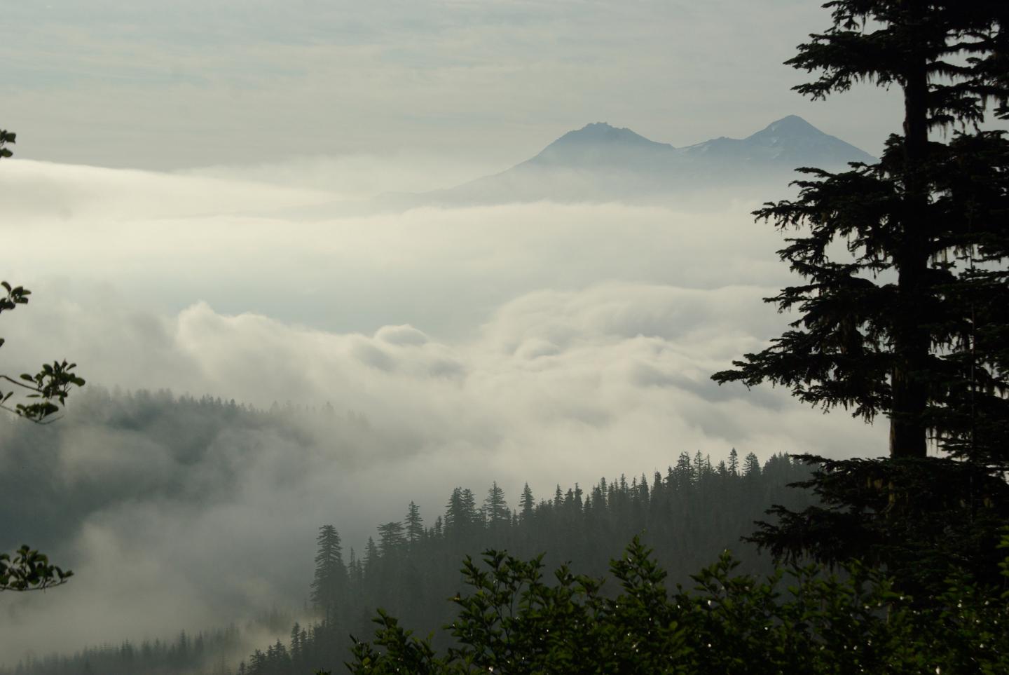 Old-Growth Forests With Complex Vegetation Layers Keep Local Climates Cool (5 of 6)