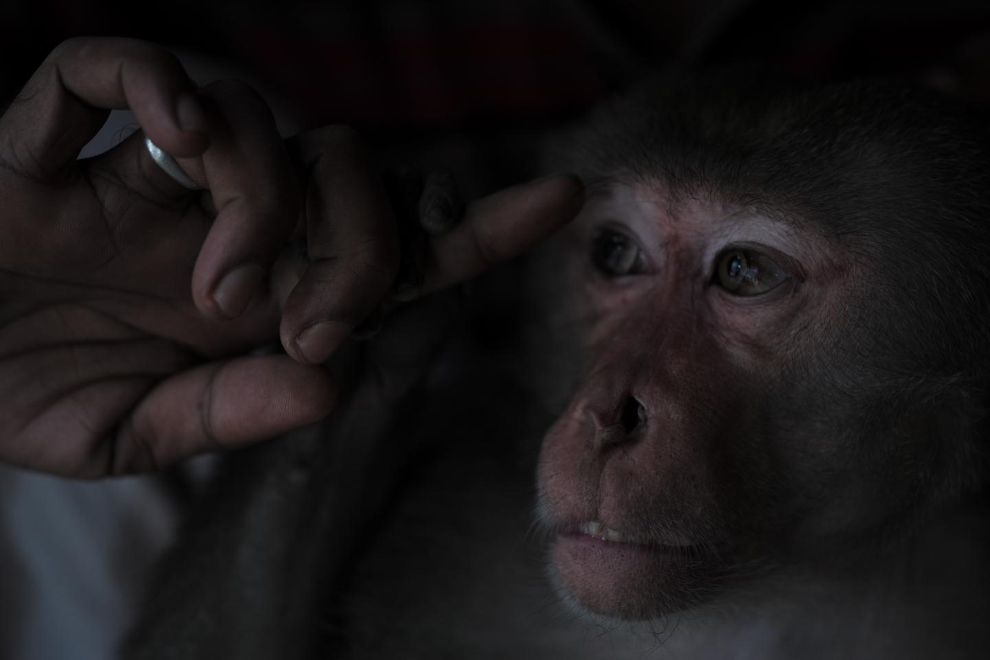 Macaque in Bangladesh