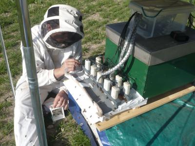 How Common Crop Pesticide Harms Bees (3 of 3)