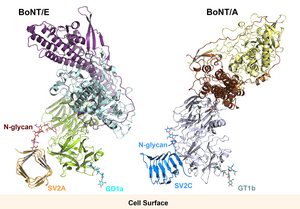 BoNT/E and BoNT/A