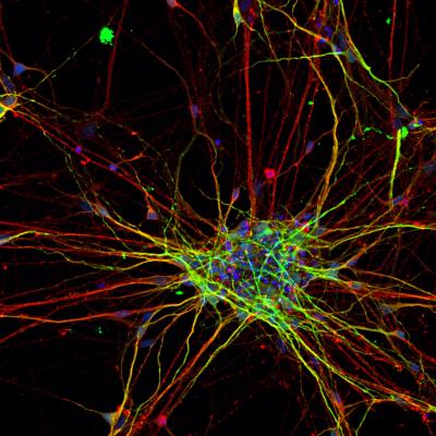 Neurons