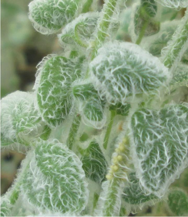 Plant with Hairy Leaves