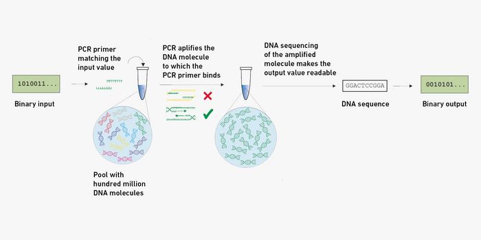 The language of the DNA world uses the letters A, T, C and G. With suitable rules, however, this can easily be translated into a digital sequence of 0s and 1s.