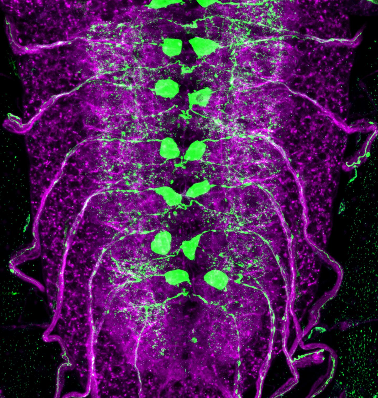 Drosophila larval spinal cord.