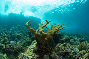 A healthy coral reef in Roatán, Honduras