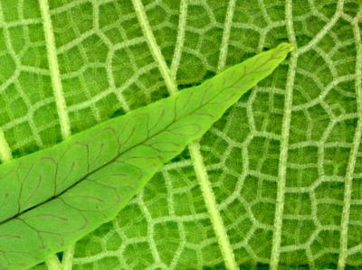 Climate-altering Plant Physiology