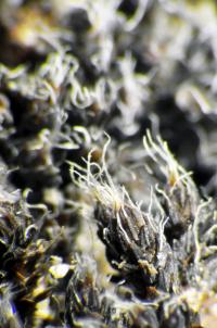 Desiccated Moss in the Mojave