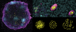 In vitro-generated female germ cells entering meiosis in artificial ovary