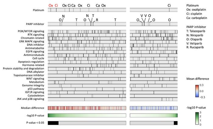 Unexpectedly low drug sensitivity to platinum agents and PARP inhibitors in cancer cell lines.