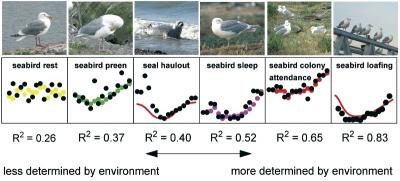 Modeling Gull Behavior