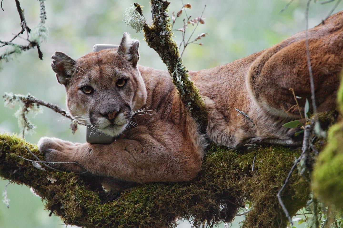 Coastal Fog Linked to High Levels of Mercury Found in Mountain Lions, Study Finds