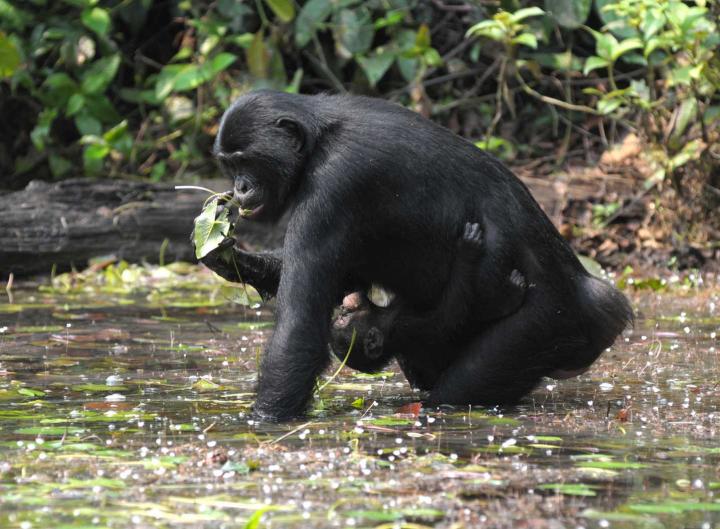 Stable Isotopes in Hair Reveal how Bonobo Diets May Vary with Rank and Reproductive Status