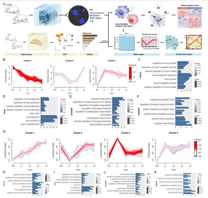 L-R pair clustering and enrichment analysis.