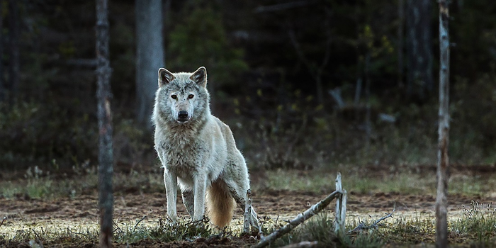 Finnish wolves have taken over the habitat vacated when Norwegian-Swedish wolves were extirpated.