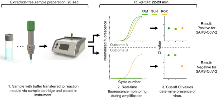 Figure 2 - New COVID-19 Rapid- [IMAGE] | EurekAlert! Science News Releases