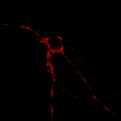 Mitocondria in Neuron