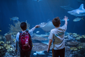 Shedd Aquarium