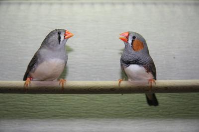 Zebra Finches